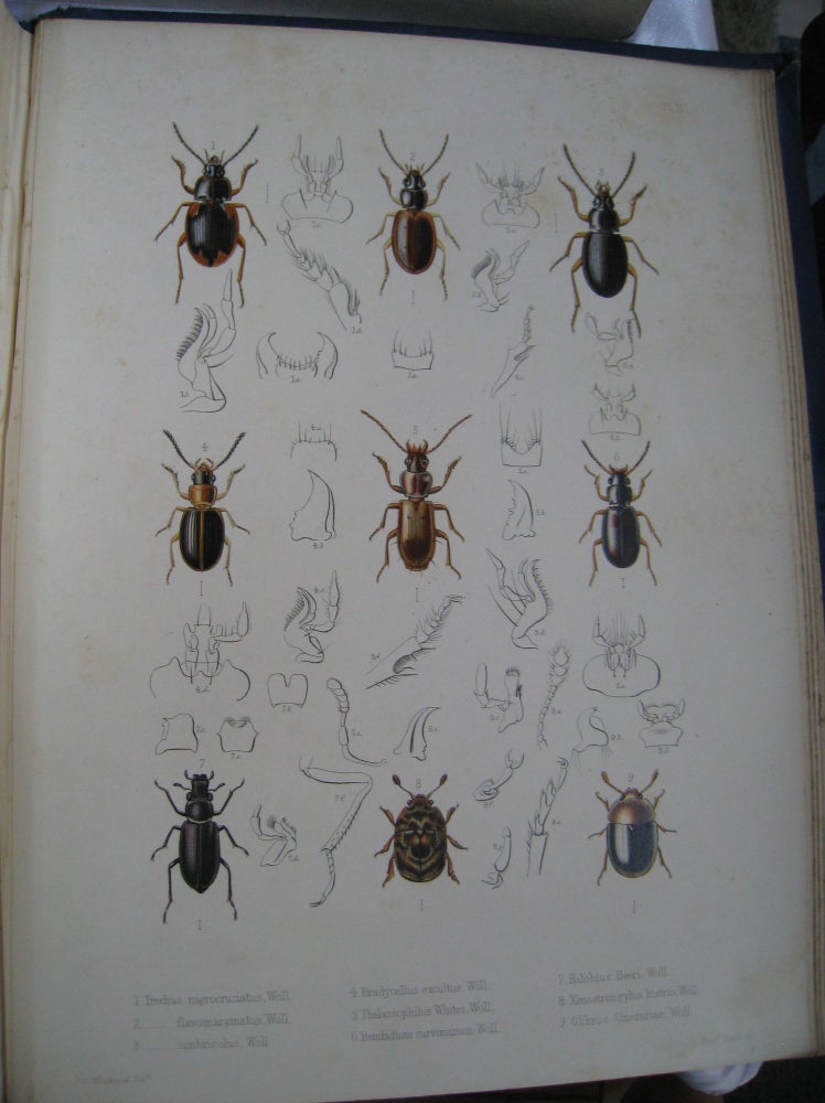 Item #19 Insecta Maderensia; Being an Account of the Insects of the Islands of Maderian Group. Thomas Vernon Wollaston.