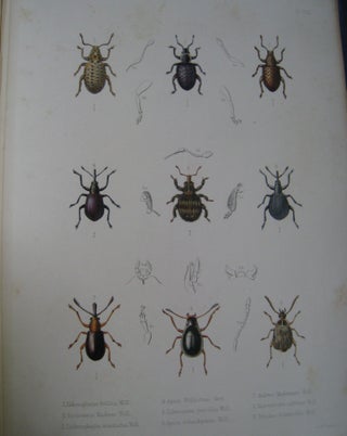 Insecta Maderensia; Being an Account of the Insects of the Islands of Maderian Group.