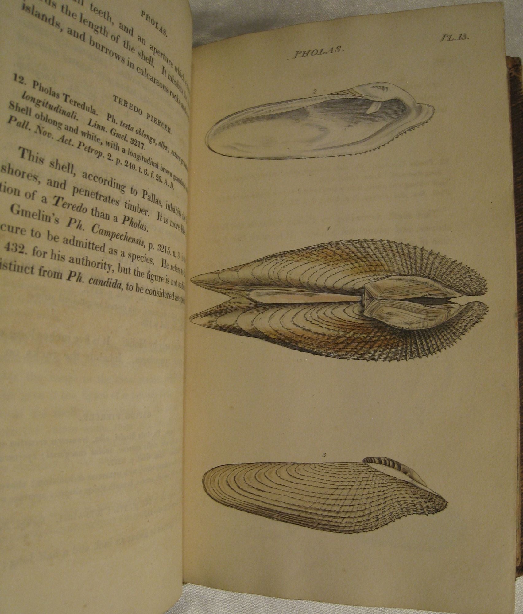 General Conchology; or a Description of Shells; Arranged according to ...