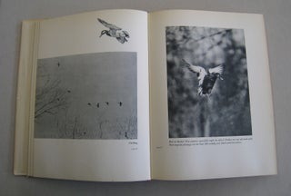 Prairie Wings; Pen and Camera Flight Studies