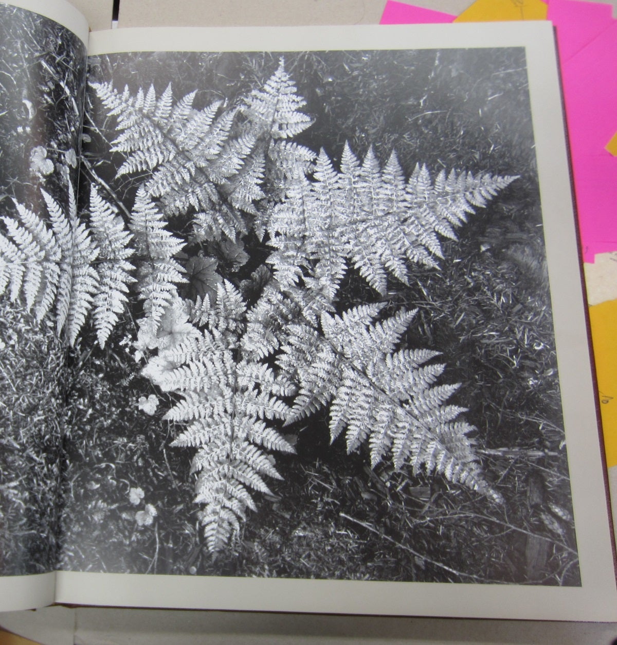 Ansel Adams: Landscapes of the American West | Lauris Morgan-Griffiths