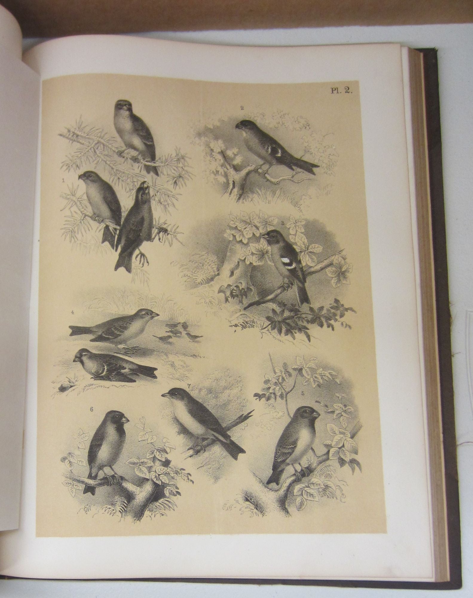 Studer's Popular Ornithology: The Birds of North America with